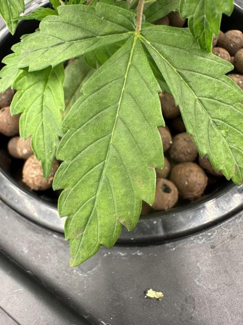 A man and his plants (Pannie). Week 5