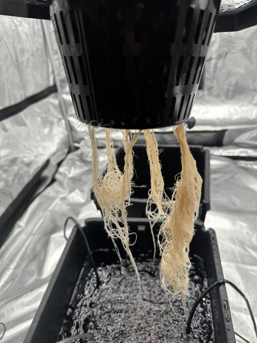 A man and his plants (Pannie). Week 5