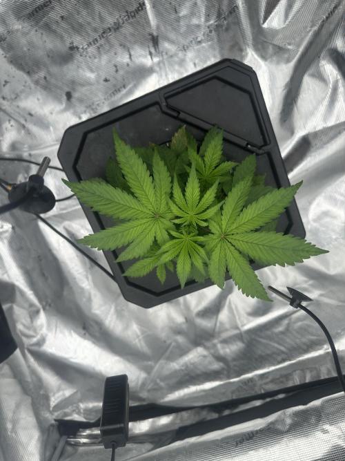 A man and his plants (Pannie). Week 5