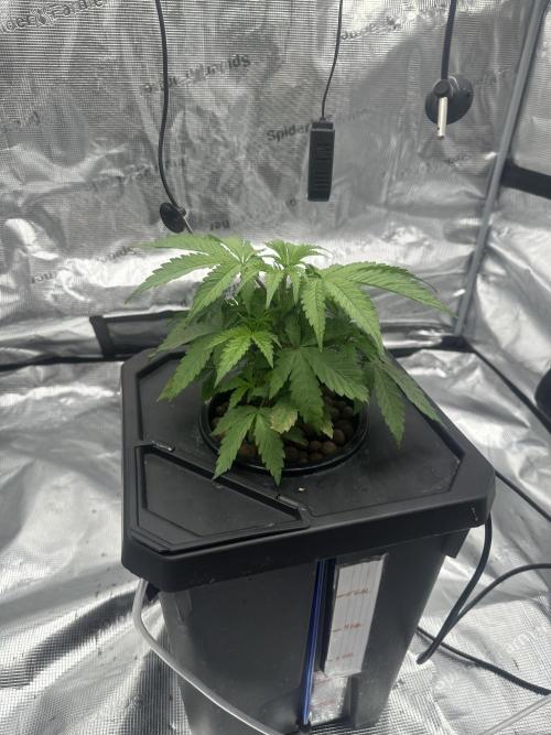 A man and his plants (Pannie). Week 5