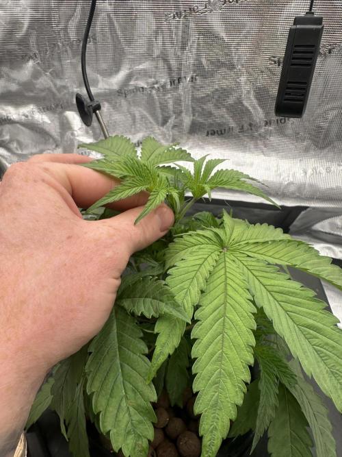 A man and his plants (Pannie). Week 5