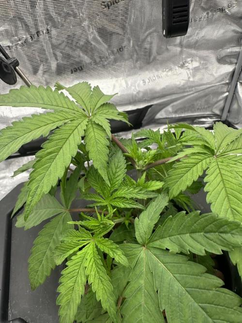 A man and his plants (Pannie). Week 5