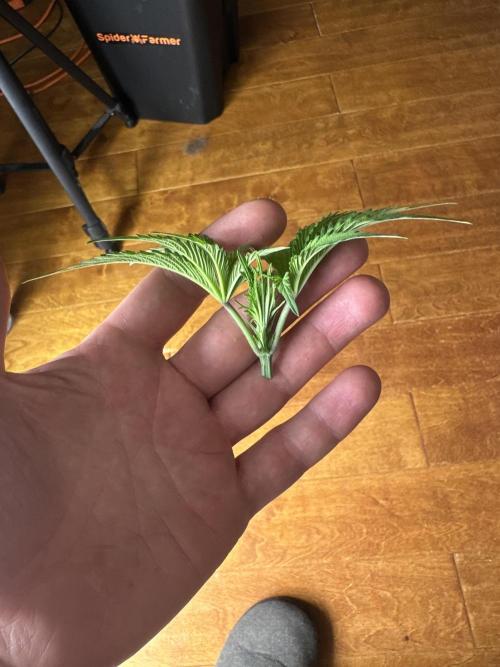 A man and his plants (Pannie). Week 5