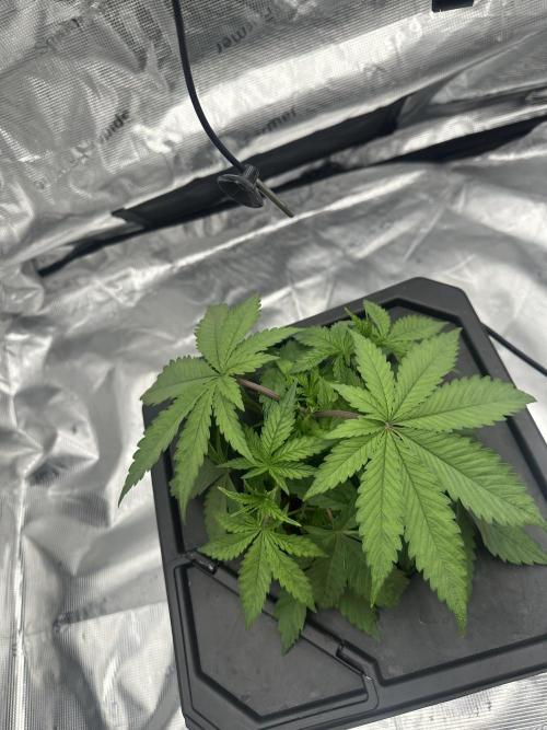 A man and his plants (Pannie). Week 5