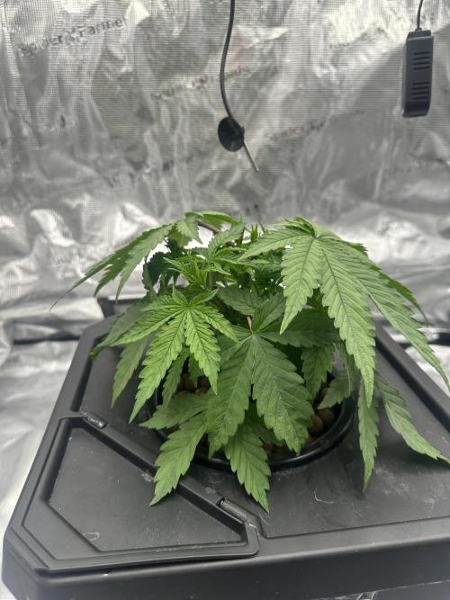 A man and his plants (Pannie). Week 5