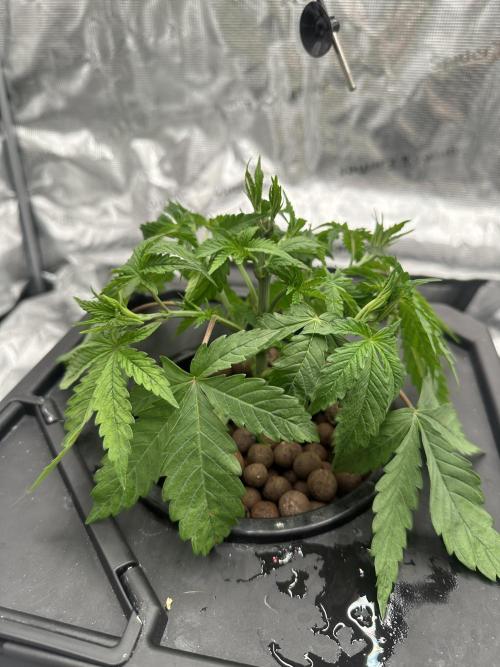 A man and his plants (Pannie). Week 5