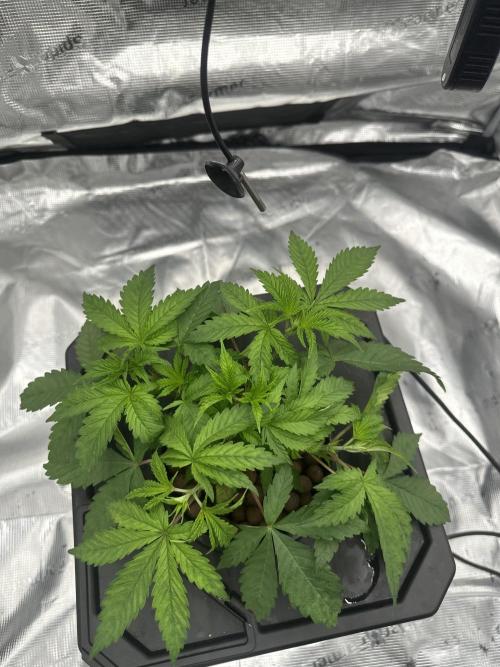 A man and his plants (Pannie). Week 5