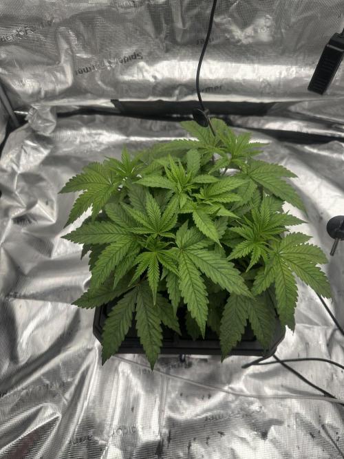 A man and his plants (Pannie). Week 5