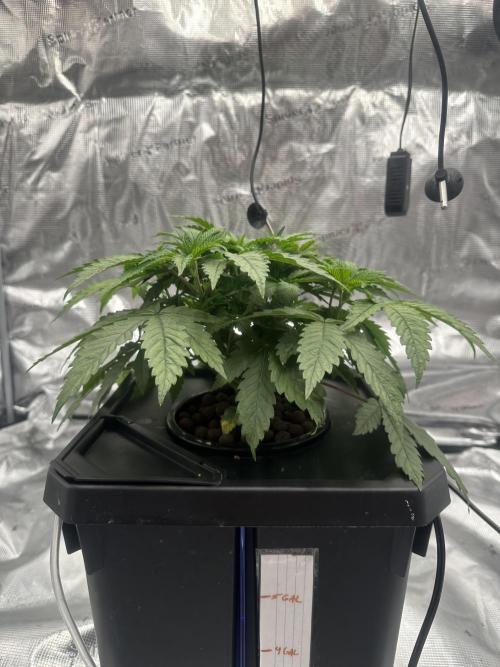 A man and his plants (Pannie). Week 5