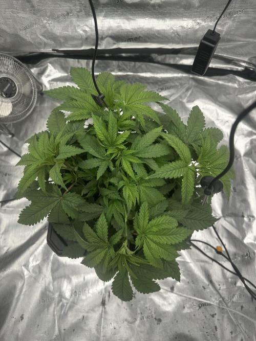 A man and his plants (Pannie). Week 5