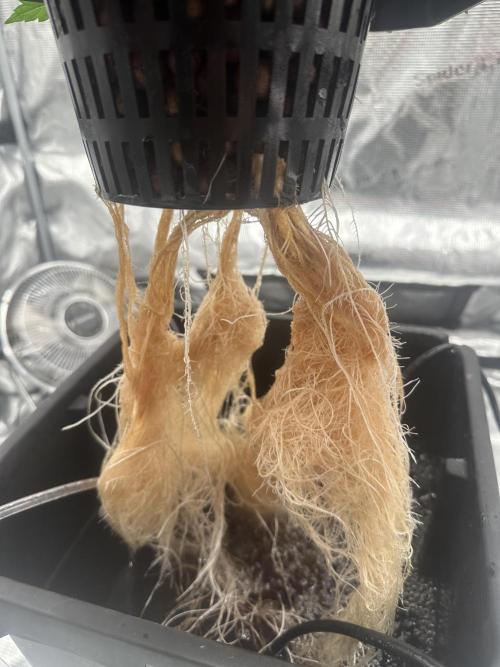 A man and his plants (Pannie). Week 5