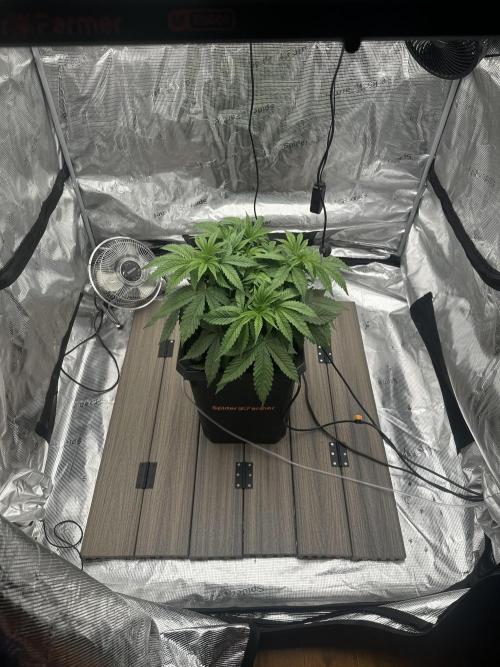 A man and his plants (Pannie). Week 5