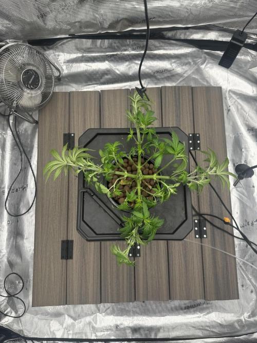 A man and his plants (Pannie). Week 5