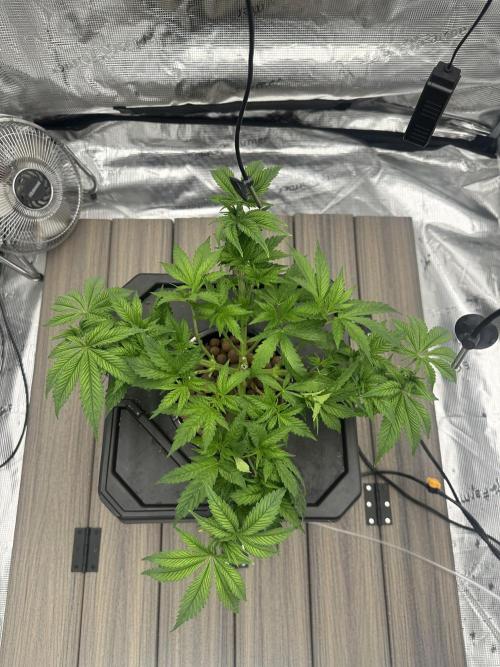 A man and his plants (Pannie). Week 5