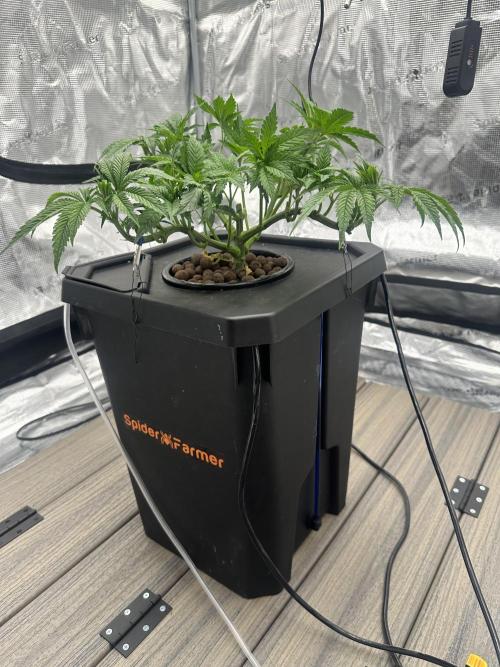 A man and his plants (Pannie). Week 5