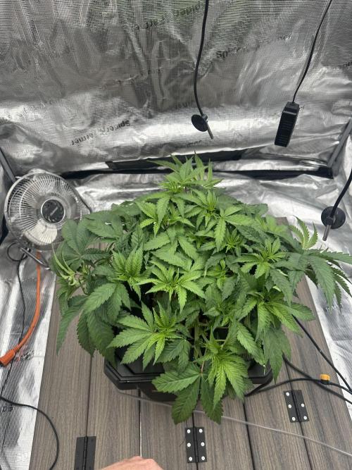 A man and his plants (Pannie). Week 5