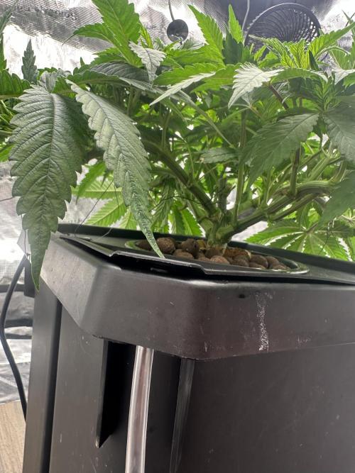 A man and his plants (Pannie). Week 5