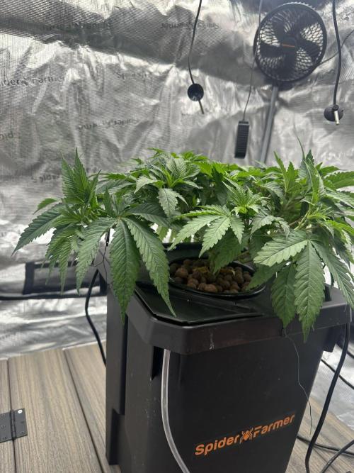 A man and his plants (Pannie). Week 5