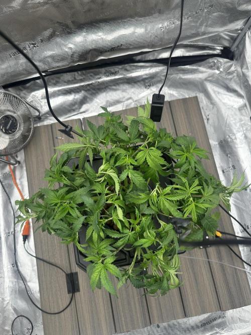 A man and his plants (Pannie). Week 5