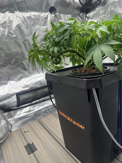 A man and his plants (Pannie). Week 5