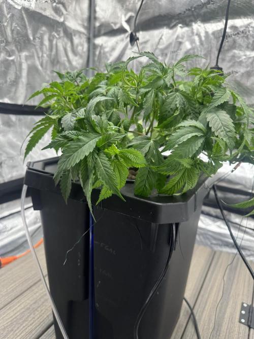 A man and his plants (Pannie). Week 5