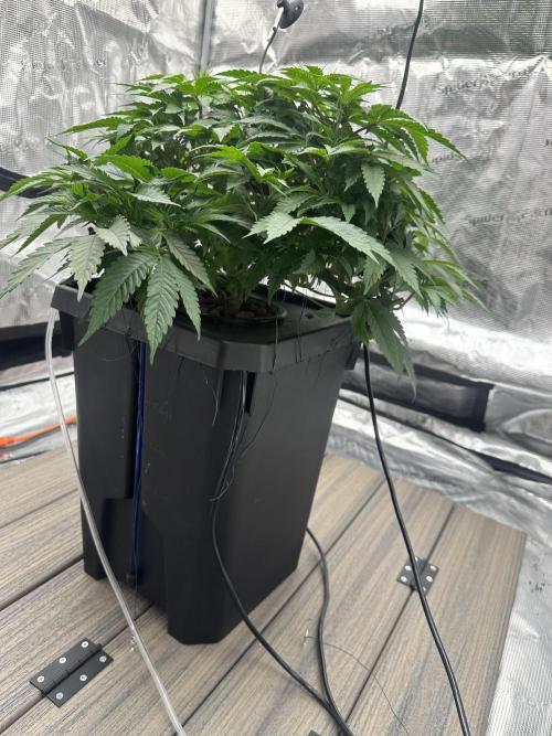 A man and his plants (Pannie). Week 5