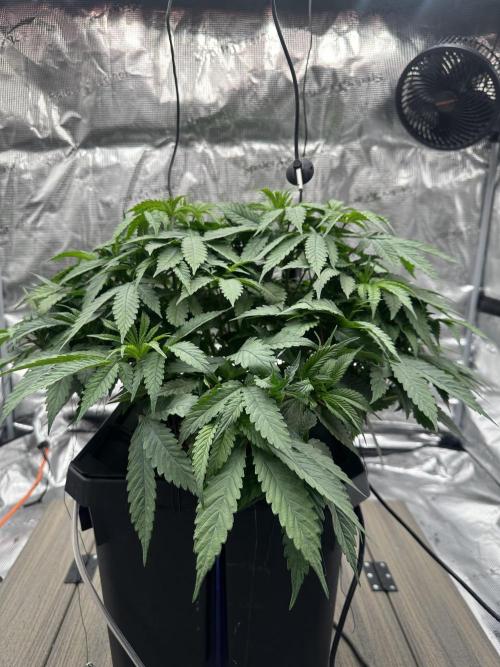 A man and his plants (Pannie). Week 5