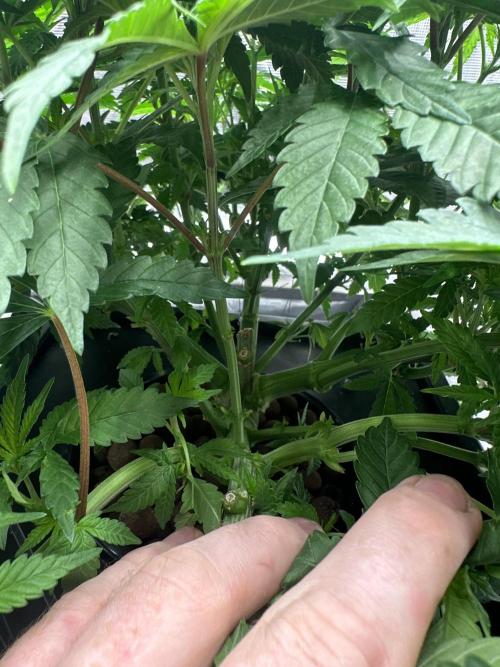 A man and his plants (Pannie). Week 5