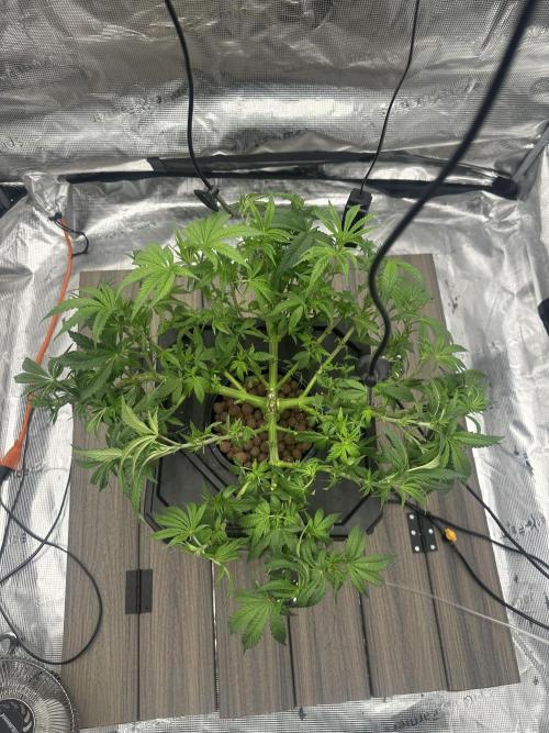 A man and his plants (Pannie). Week 5