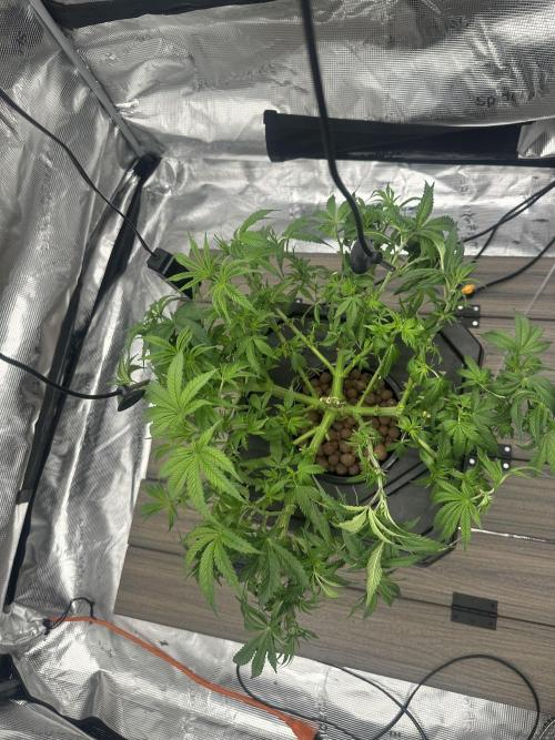 A man and his plants (Pannie). Week 5