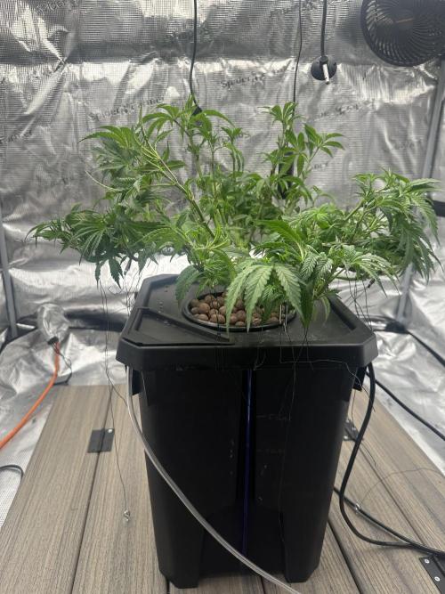 A man and his plants (Pannie). Week 5