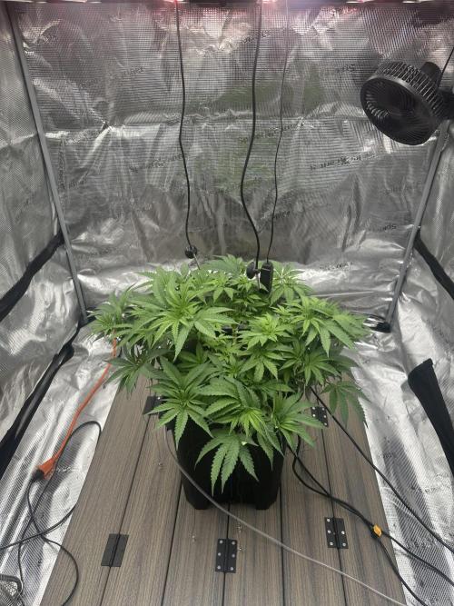 A man and his plants (Pannie). Week 7