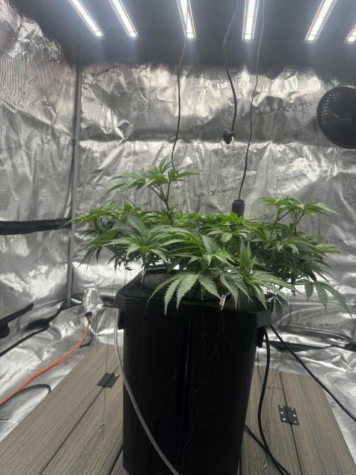 A man and his plants (Pannie). Week 7