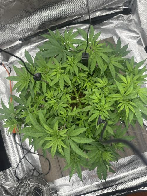 A man and his plants (Pannie). Week 7