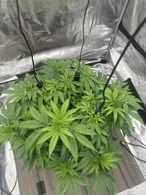 A man and his plants (Pannie). Week 7