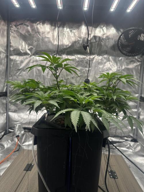 A man and his plants (Pannie). Week 7