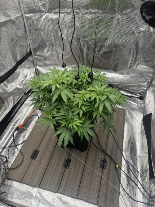 A man and his plants (Pannie). Week 7