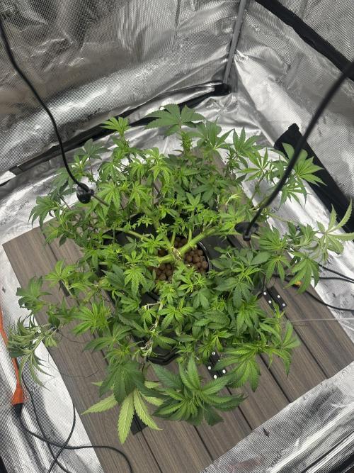 A man and his plants (Pannie). Week 7