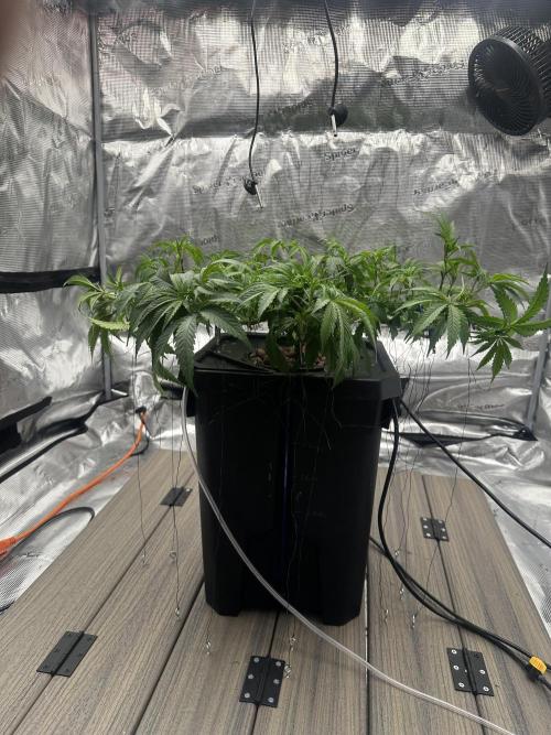 A man and his plants (Pannie). Week 7