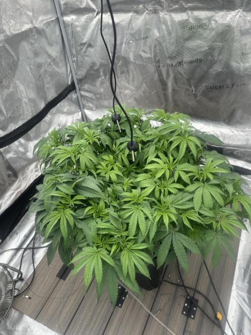 A man and his plants (Pannie). Week 7