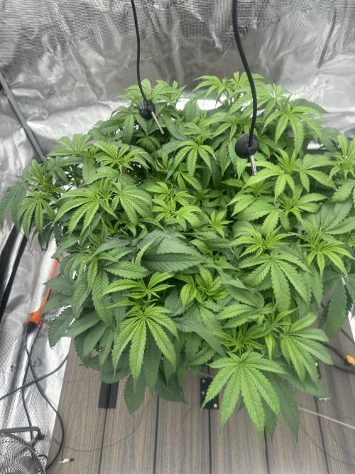 A man and his plants (Pannie). Week 7