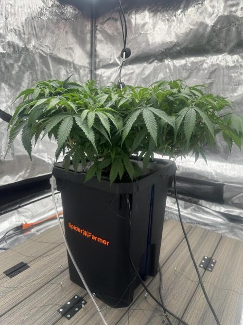 A man and his plants (Pannie). Week 7