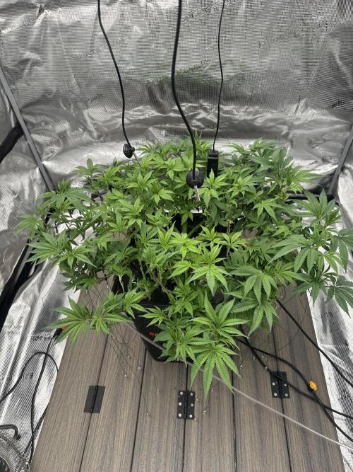 A man and his plants (Pannie). Week 7