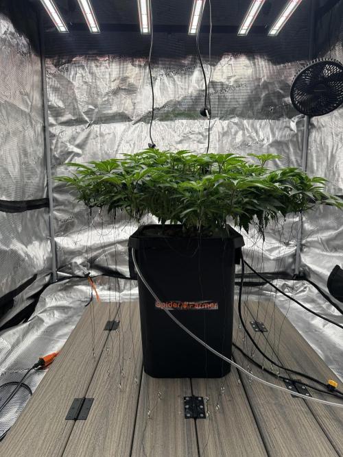 A man and his plants (Pannie). Week 7