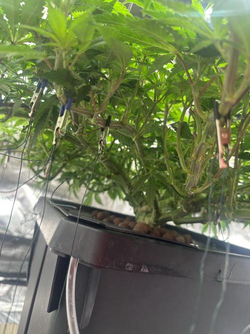 A man and his plants (Pannie). Week 7