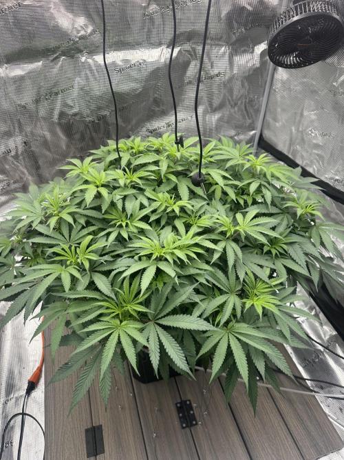 A man and his plants (Pannie). Week 7