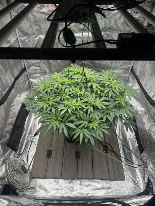 A man and his plants (Pannie). Week 7