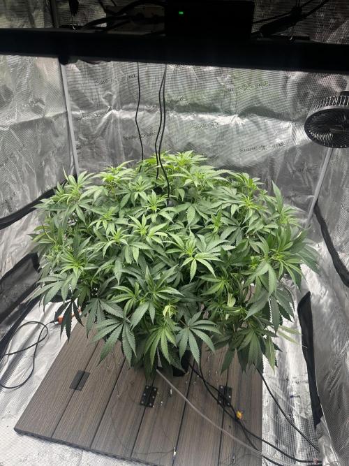 A man and his plants (Pannie). Week 7