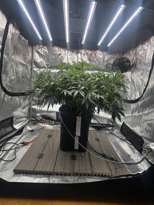 A man and his plants (Pannie). Week 7