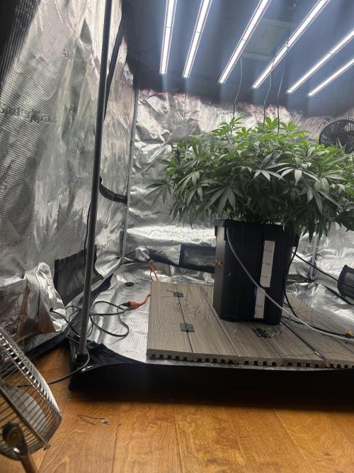 A man and his plants (Pannie). Week 7